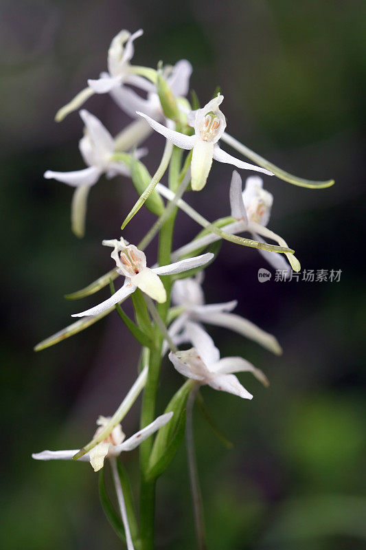 白兰(Platanthera bifolia)